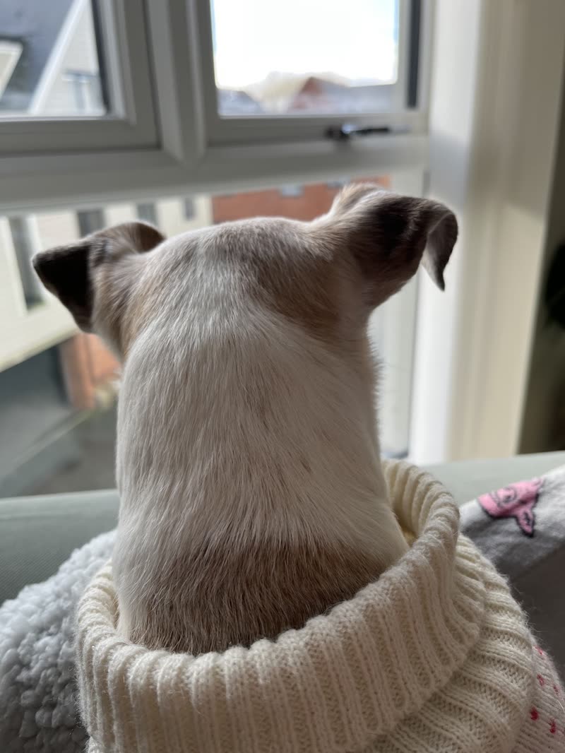 A small white and tan terrier in a cream cable-knit jumper sitting on a sofa, looking towards a bright window