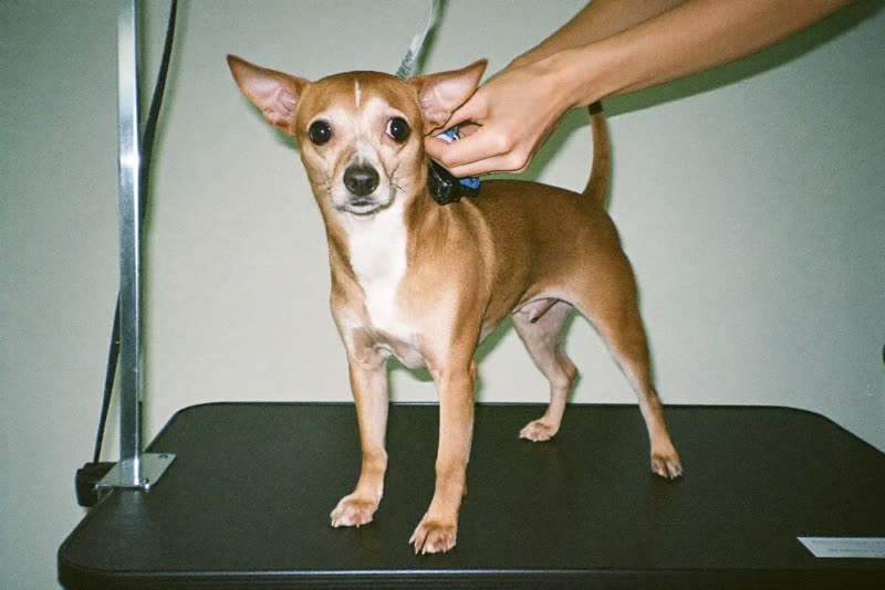 A small dog standing calmly on a grooming table while being handled