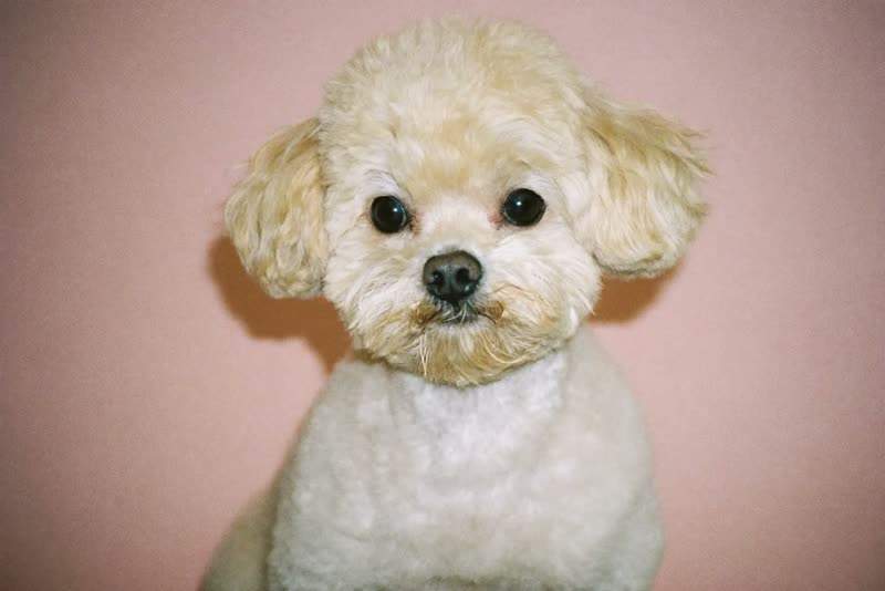 A freshly groomed small dog with a soft brushed-out coat