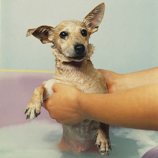 A small dog being bathed and shampooed