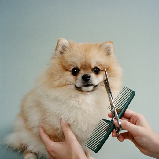 A small dog having its coat trimmed with scissors