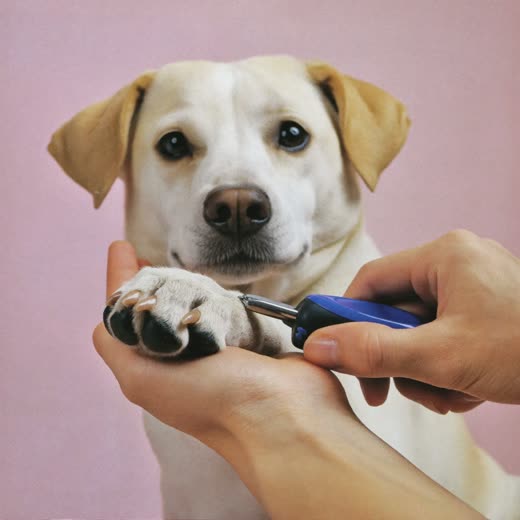 A dog's paw having its nails clipped