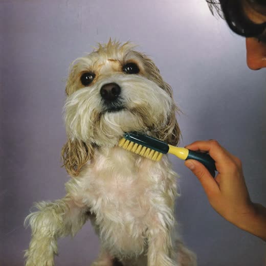 A small dog being blow-dried and brushed out